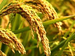 धान